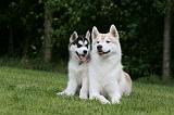 SIBERIAN HUSKY 991